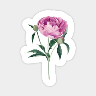 Watercolor peony flower Magnet