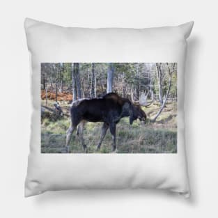 Male moose in the woods Pillow