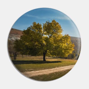 a tree near the country road Pin