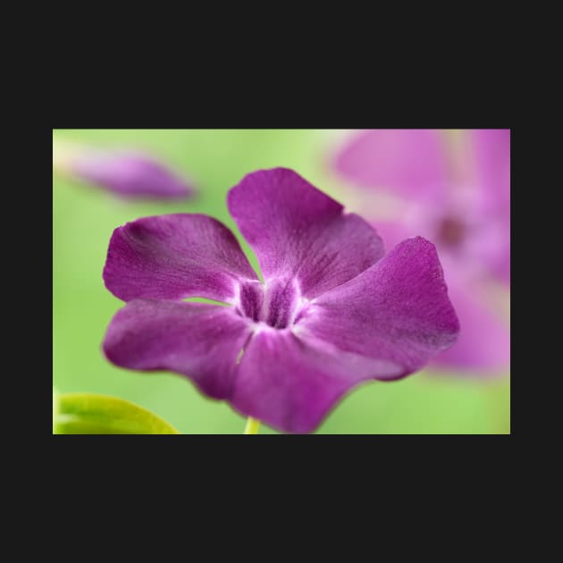 Vinca minor  &#39;Atropurpurea&#39;   AGM  Dark purple-flowered periwinkle  Syn.  Vinca minor &#39;Purpurea&#39;  Vinca minor &#39;Rubra&#39; by chrisburrows