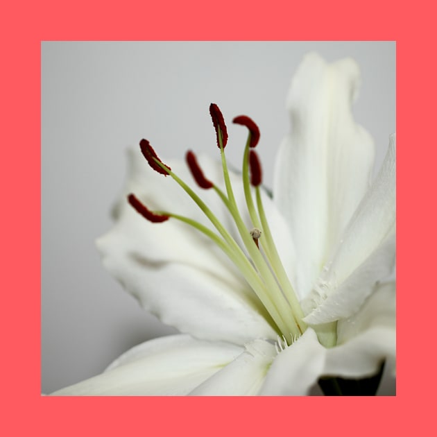 White Lily in Macro by Carole-Anne