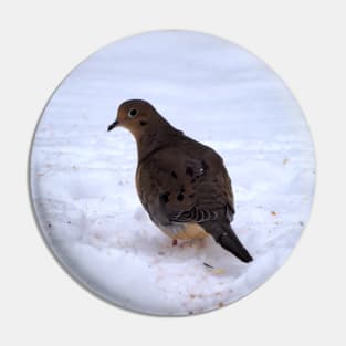 Watchful Winter Mourning Dove On The Snow Pin