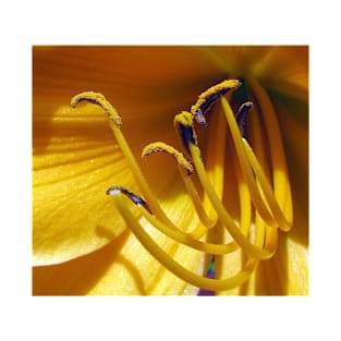 Daylily Delight. T-Shirt