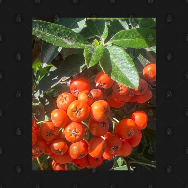 Fall Orange Berries by Photomersion