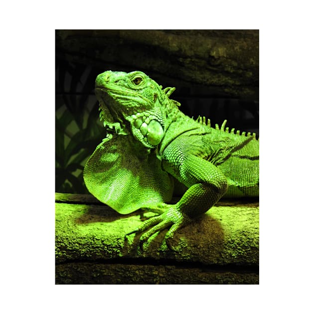 Green Iguana by kirstybush