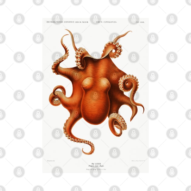 Vintage Octopus by MoviesAndOthers