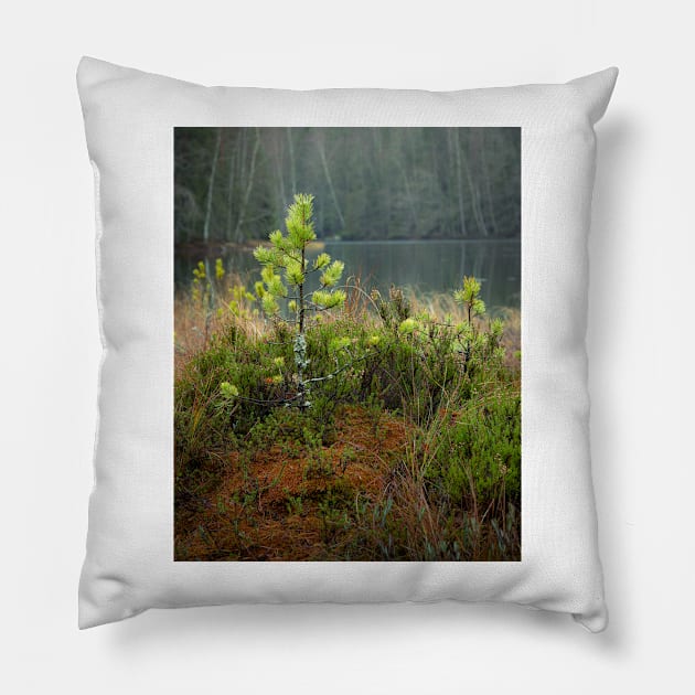 Small pine tree in swamp Pillow by Juhku