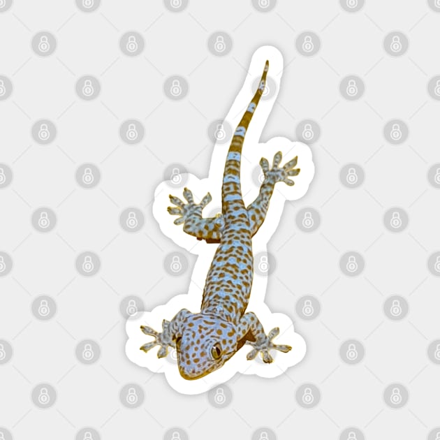 Tokay Gecko Magnet by Upbeat Traveler