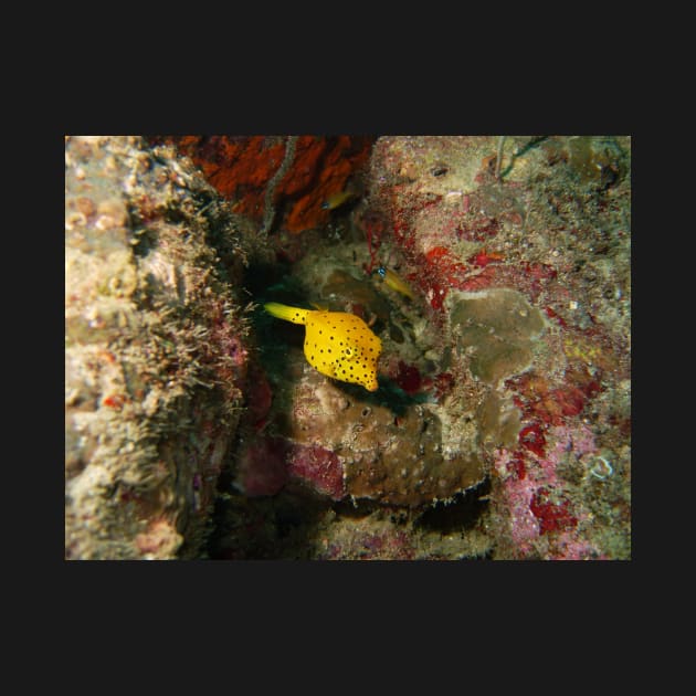 Yellow Boxfish by gdb2