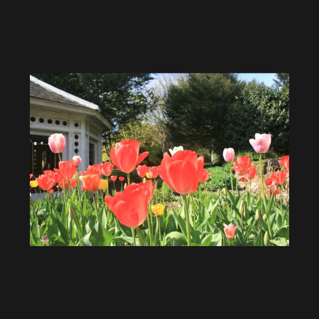 Tulips in bloom, April 2022 by RedHillDigital