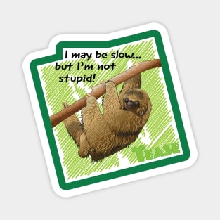 two toed Sloth Magnet