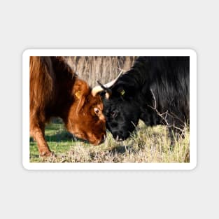 Hochland cattle fight / Swiss Artwork Photography Magnet