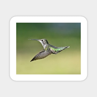 Ruby Throated Hummingbird Female Magnet