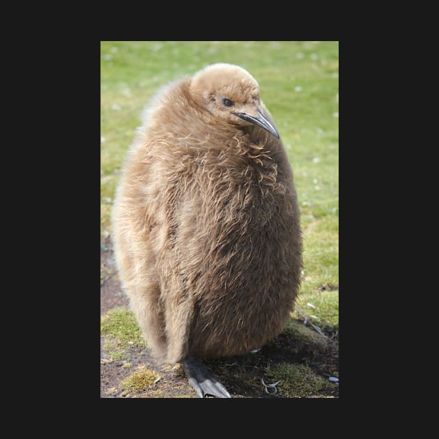 King penguin chick by mjoncheres