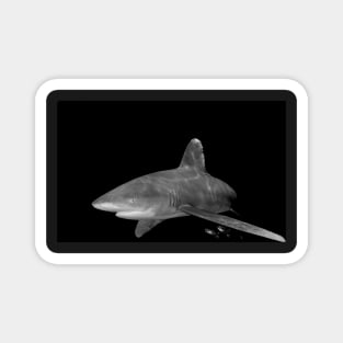 An Oceanic White Tip Shark and Pilot Fish in Black and White Magnet