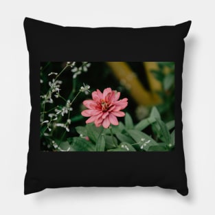 Peruvian zinnia Flower Pillow