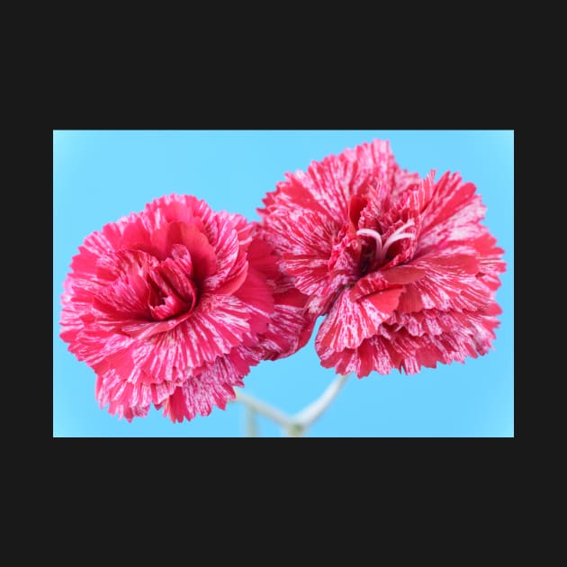 Dianthus  &#39;Cosmic Swirl Red&#39;  Pink by chrisburrows