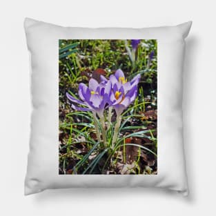 Crocus tommasinianus Pillow