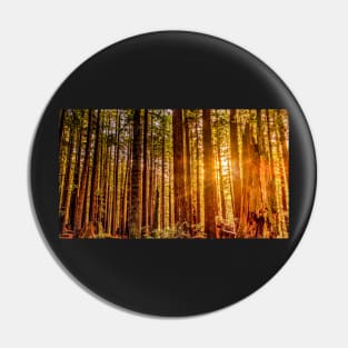 Sunlight in a Redwood Forest Pin