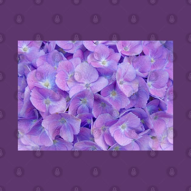 Hydrangea lilac by CatyArte