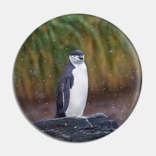 CHINSTRAP PENGUIN IN THE FALLING SNOW Pin