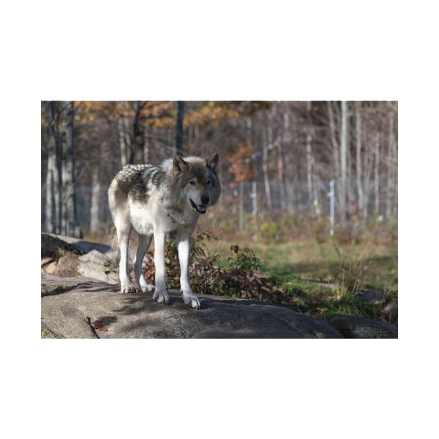 Timber wolf in the woods by josefpittner