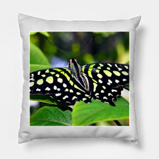 Green and Yellow Spotted Butterfly Pillow