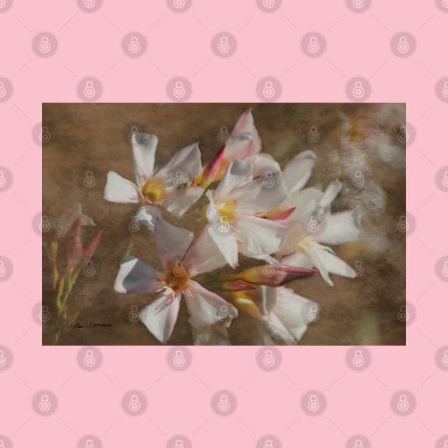 Soft Pink Blush Oleander Digital Art by ButterflyInTheAttic