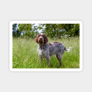 Standing in a meadow Spinone Magnet