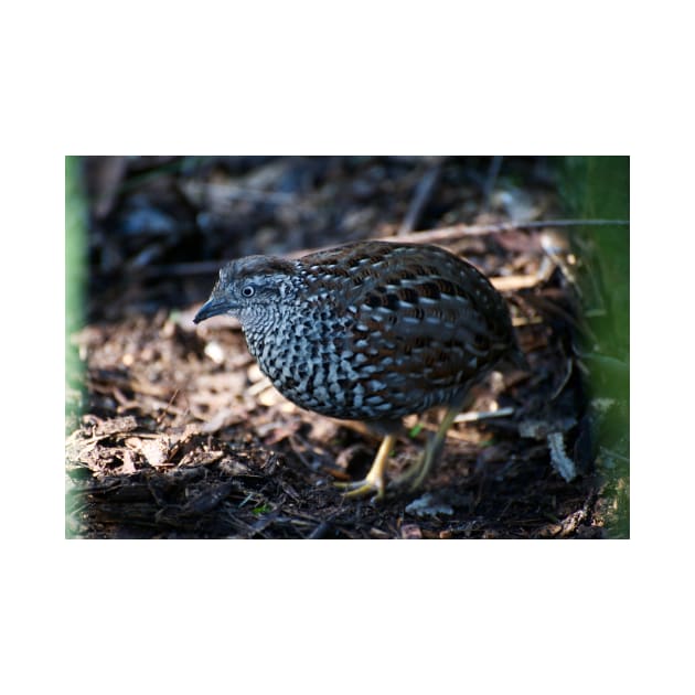 Button Quail by GP1746