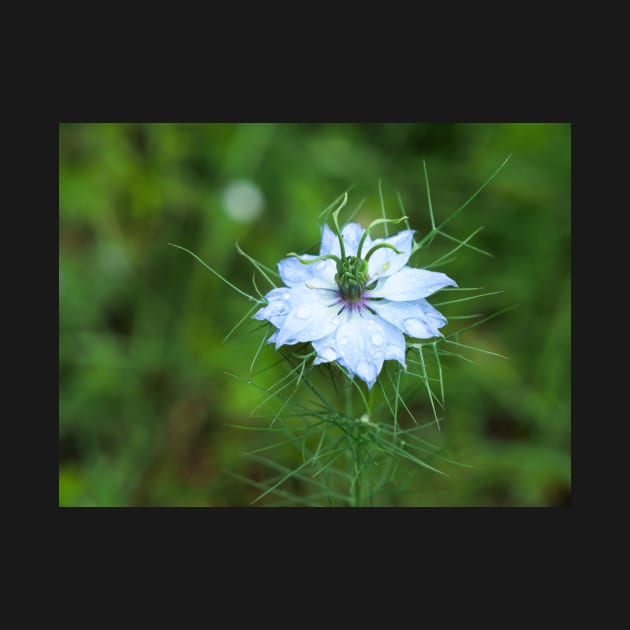 Love-in-a-Mist flower with dew drops by fantastic-designs