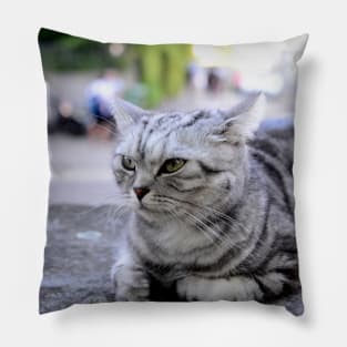 sphinx cat / Swiss Artwork Photography Pillow