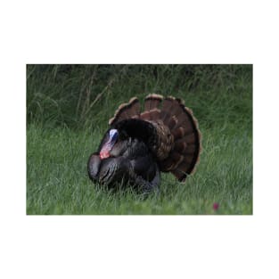 Spring Tom Turkey Strutting in green grass T-Shirt