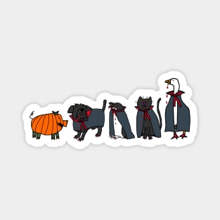 Pig Wears Wrong Costume to Halloween Horror Vampire Animals Party Magnet