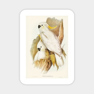 Crested Cockatoo. Elizabeth Gould Magnet