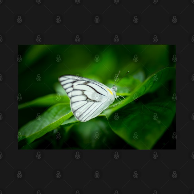 Striped albatross butterfly (Appias libythea) by AvonPerception