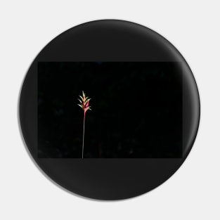 Yellow and red heliconia flower on black background  caught in sunlight Pin