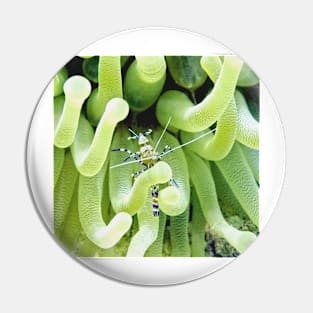 Spotted Cleaner Shrimp posing on Giant Green Sea Anemone Pin