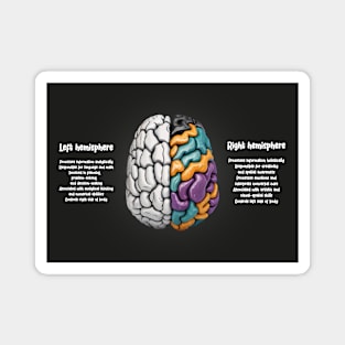 Human Brain Facts Magnet