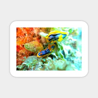 Nudibranchs Magnet