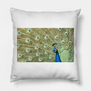 Peacock Display Pillow