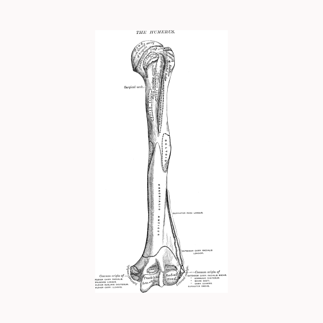 Antique Anatomy Papers Neck Gator Funny Bone Humerus Anatomy - Nurse