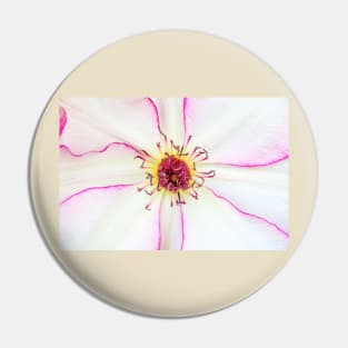 Closeup of pink flower with pink stamens Pin