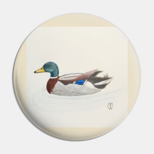 Mallard duck drake Pin