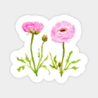 2 pink  ranunculus flowers Magnet