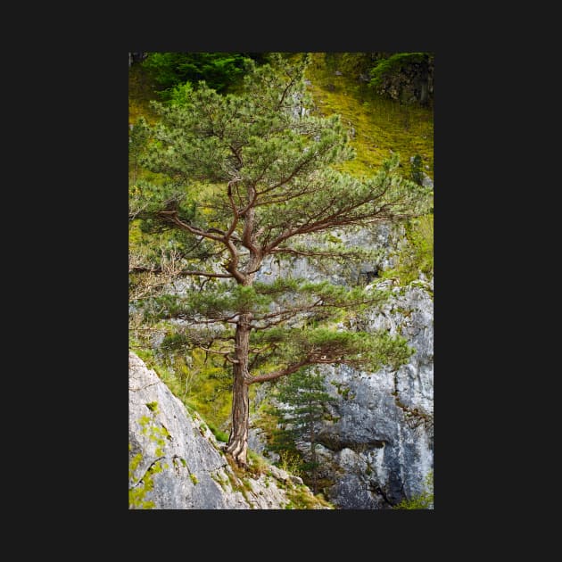Pinus nigra on mountains peak by naturalis