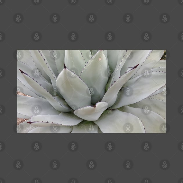 Gray Agave Plant by SpillProofLiquid