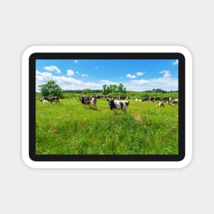 A herd of Holstein Friesian cows grazing on a pasture under blue cloudy sky Magnet