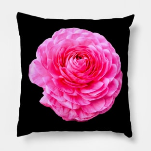 Rose Rose on black Pillow