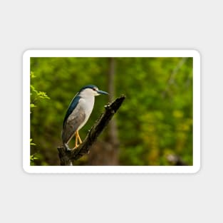 Black-Crowned Night Heron Magnet